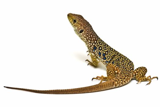 A colorful ocellated lizard isolated on a white background.