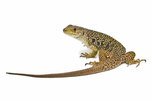 A colorful ocellated lizard isolated on a white background.