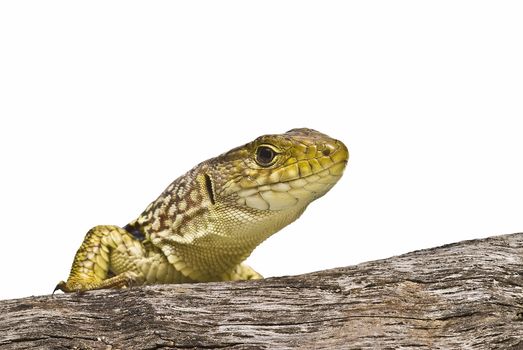 A colorful ocellated lizard isolated on a white background.