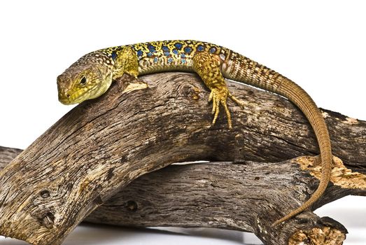 A colorful ocellated lizard isolated on a white background.