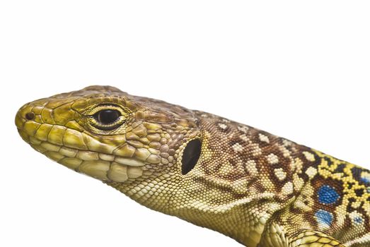 A colorful ocellated lizard isolated on a white background.