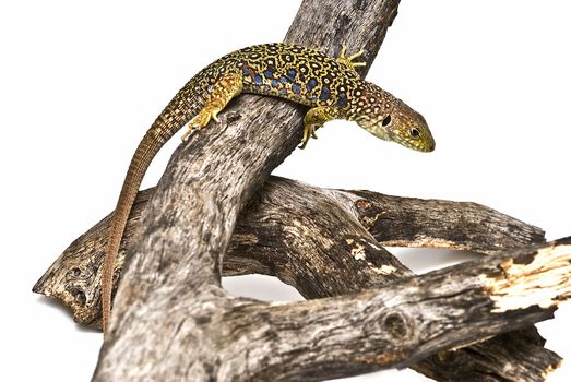 A colorful ocellated lizard isolated on a white background.