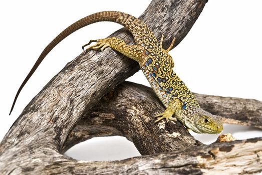 A colorful ocellated lizard isolated on a white background.