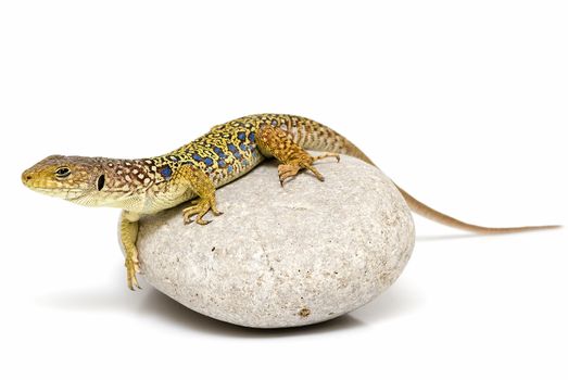 A colorful ocellated lizard isolated on a white background.