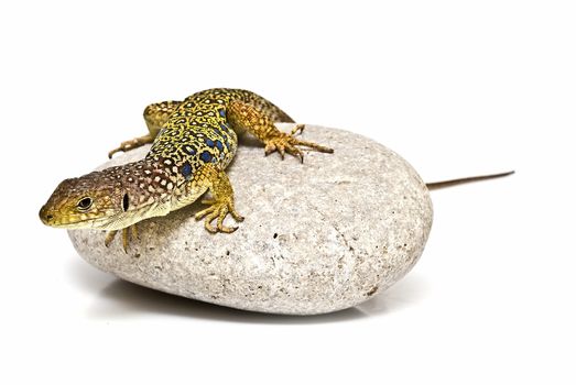 A colorful ocellated lizard isolated on a white background.