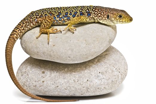 A colorful ocellated lizard isolated on a white background.