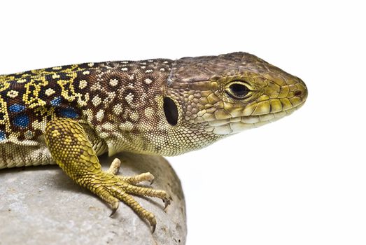 A colorful ocellated lizard isolated on a white background.