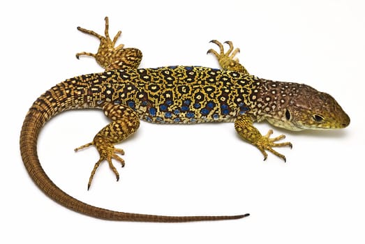 A colorful ocellated lizard isolated on a white background.