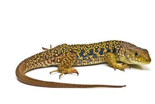 A colorful ocellated lizard isolated on a white background.