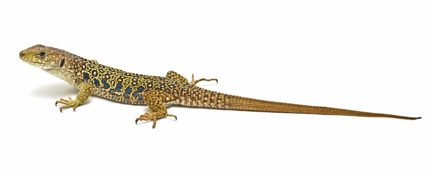 A colorful ocellated lizard isolated on a white background.