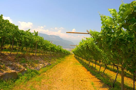 Hill Of Tuscany With Vineyard In The Chianti Region