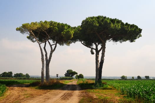 Rural Road Along The Corn Field Between Two Trees