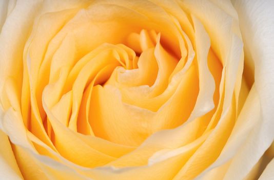 yellow rose in the vase shooter closeup