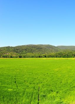 Green Paddy Field In The Hills Of Toscana