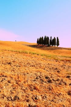 Tuscany Landscape With Many Ornamental Cypress In The Morning