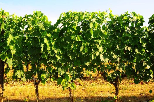 Hill Of Toscana With Vineyard In The Chianti Region