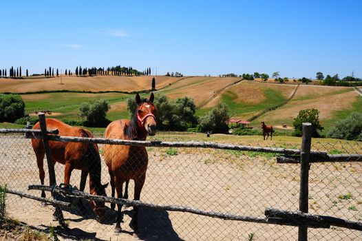 Landscape With Thoroughbred Horses On The Farm, Italy