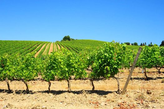 Hill Of Tuscany With Vineyard In The Chianti Region