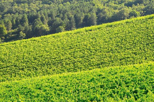 Natural Background Of Vineyard In The Chianti Region