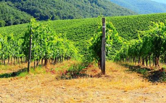 Hill Of Tuscany With Vineyard In The Chianti Region