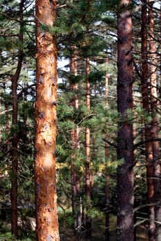 Evergreen leaves on tree branches bathing in sunlight in a forest
