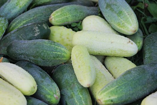 Cucumbers can be not only green, but white as well.
