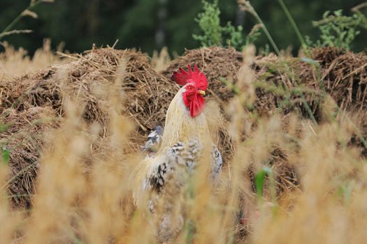 Cock in rural landscape with haystack at the background.

