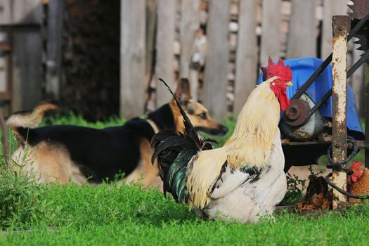 Characteristic rural landscape of Eastern Europe, showing cocks and dog.  Dog is out of focus.