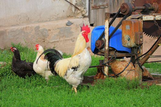 Characteristic rural landscape of Eastern Europe, showing cock and hens.
