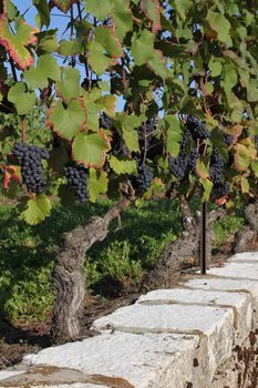 vine and grapes red and plants green