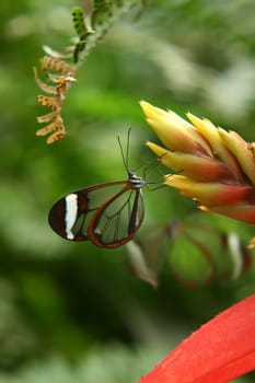 a butterfly on a plant