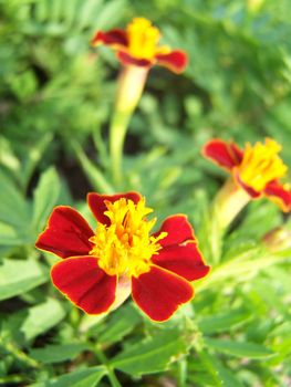 Close up of the tagetes erecta