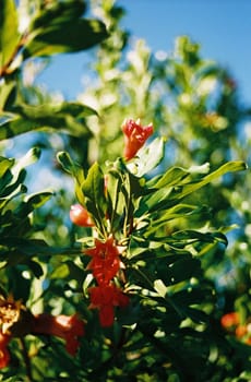 flower of pomagranate