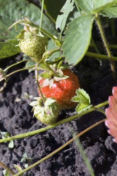 Close up of a delicious strawberry