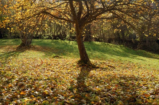 Autumnal  park. yellow leaves on green grass