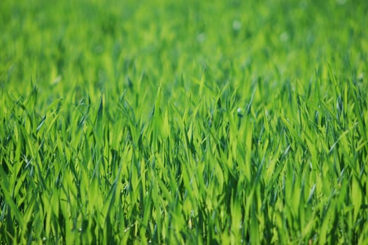 close-up of green grass field 