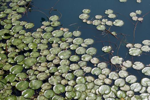 green lilypads in a pond