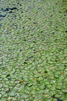 green lilypads in a pond