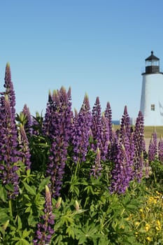 along the ocean coast, wild purple lupines growing near the lighthouse