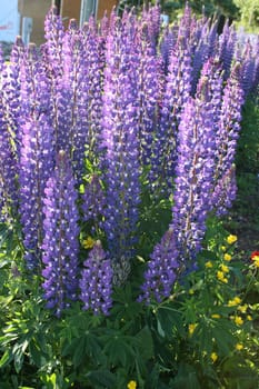 a patch of purple lupines blooming in summer