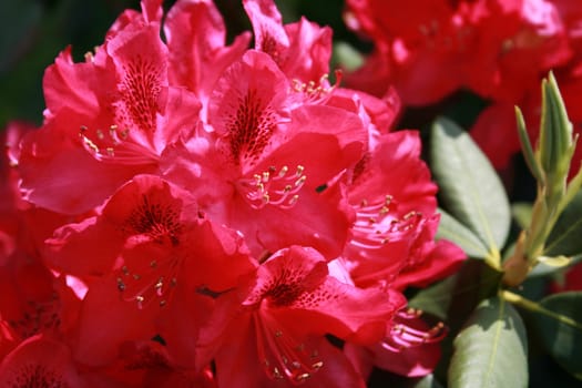 pink rhododendrons blooming in full bloom