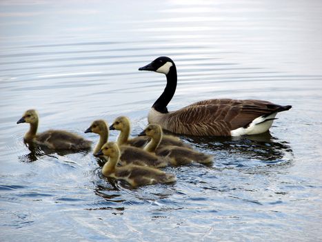 Goose swimming on a river with it babies in early evening