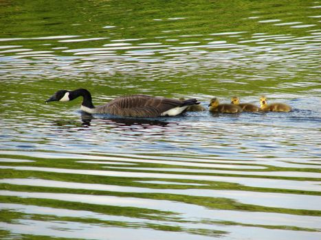 Goose swimming on a river with it babies in early evening