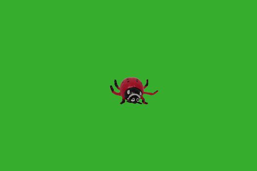 a beautifull ladybird on a green background.includes clipping path.