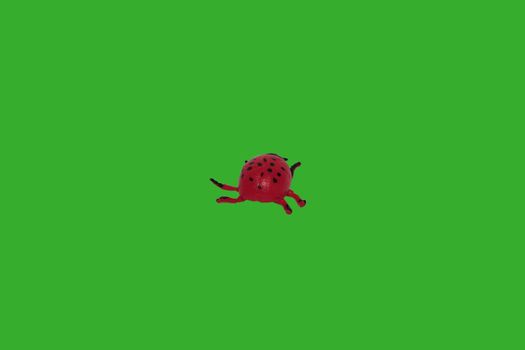 a beautifull ladybird on a green background.includes clipping path.