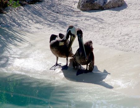 Pelicans hugging