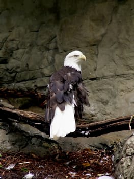 American Bald Eagle