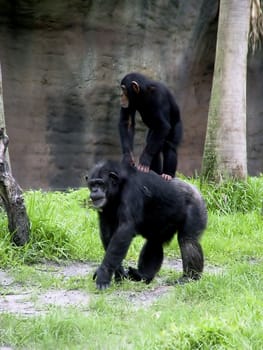 Mother and baby chimp