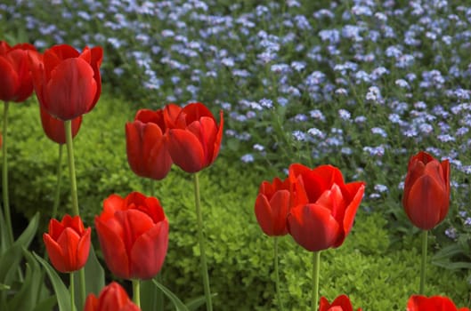 red tulips in the garden