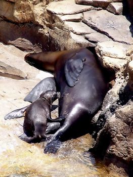 Sealion and pup